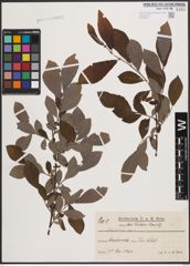 Foto von Salix cinerea L.
